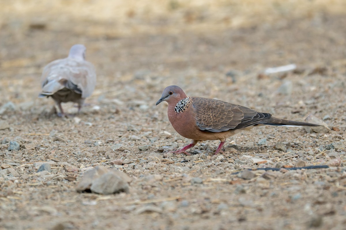 Spotted Dove - ML646377032