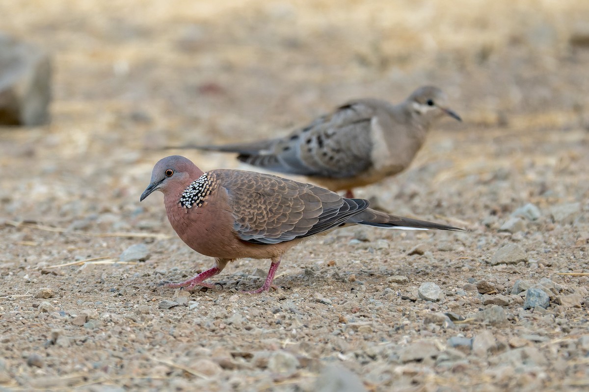 Spotted Dove - ML646377033