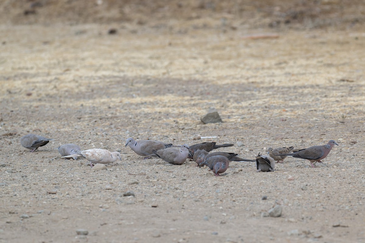 Spotted Dove - ML646377034