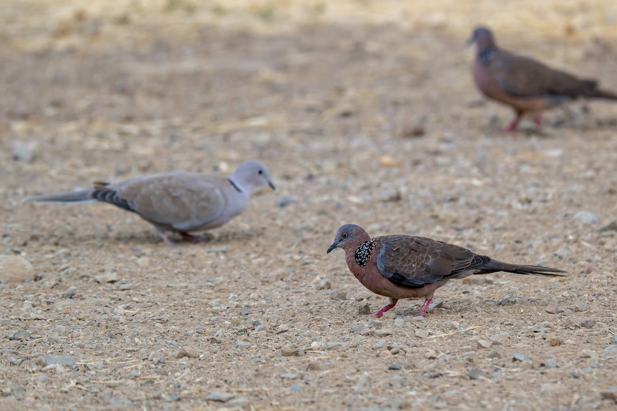 Spotted Dove - ML646377035