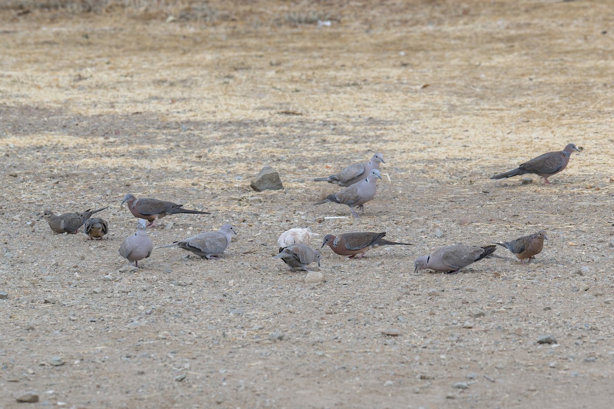 Spotted Dove - ML646377036