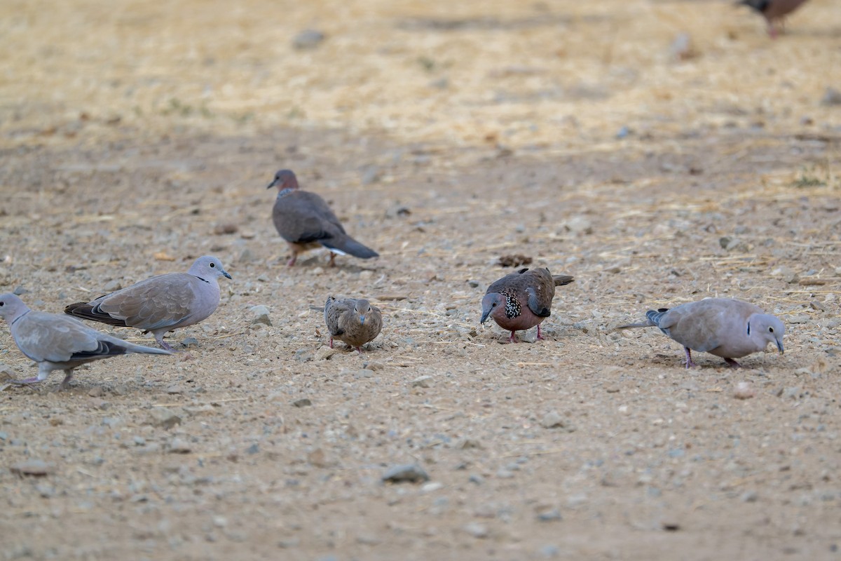 Spotted Dove - ML646377037