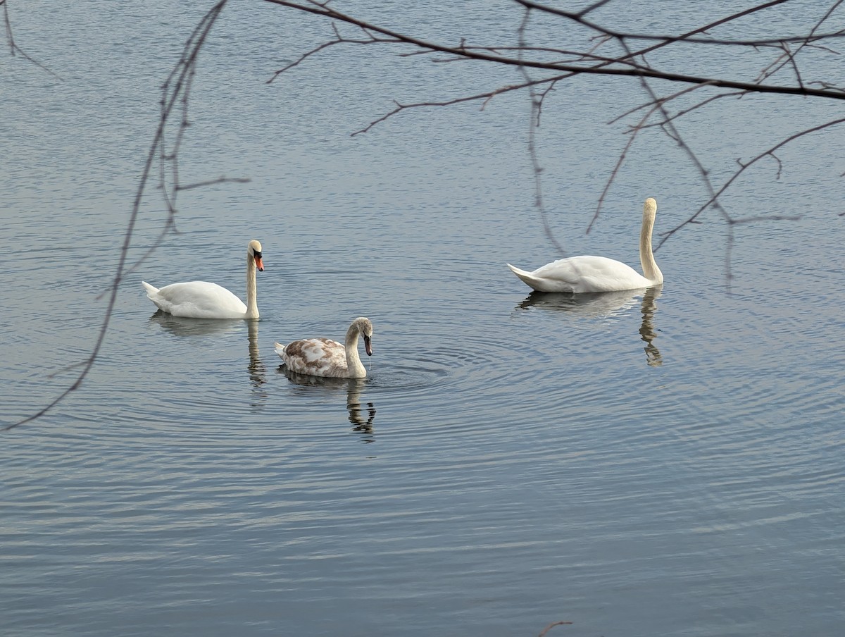 Mute Swan - ML646377039