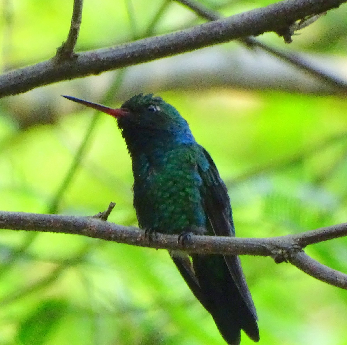 Glittering-bellied Emerald - ML646377040