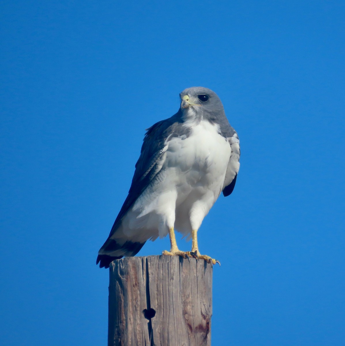 White-tailed Kite - ML646377041