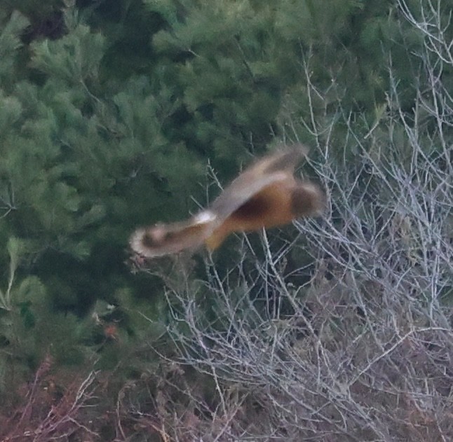 Northern Harrier - ML646377042