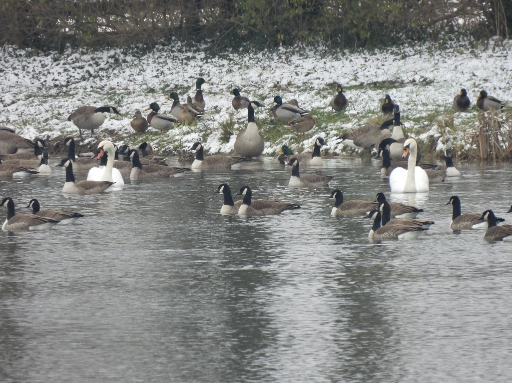 Mute Swan - ML646377044