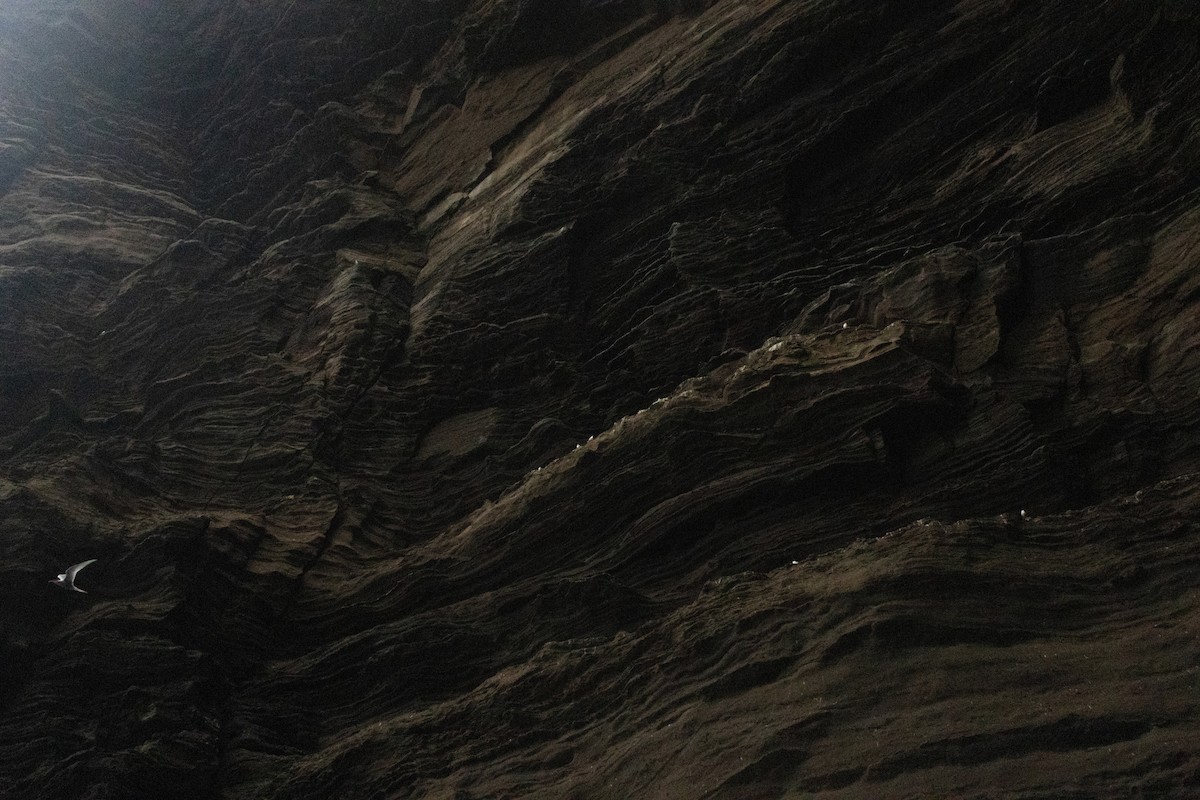 Antarctic Tern - ML646377051