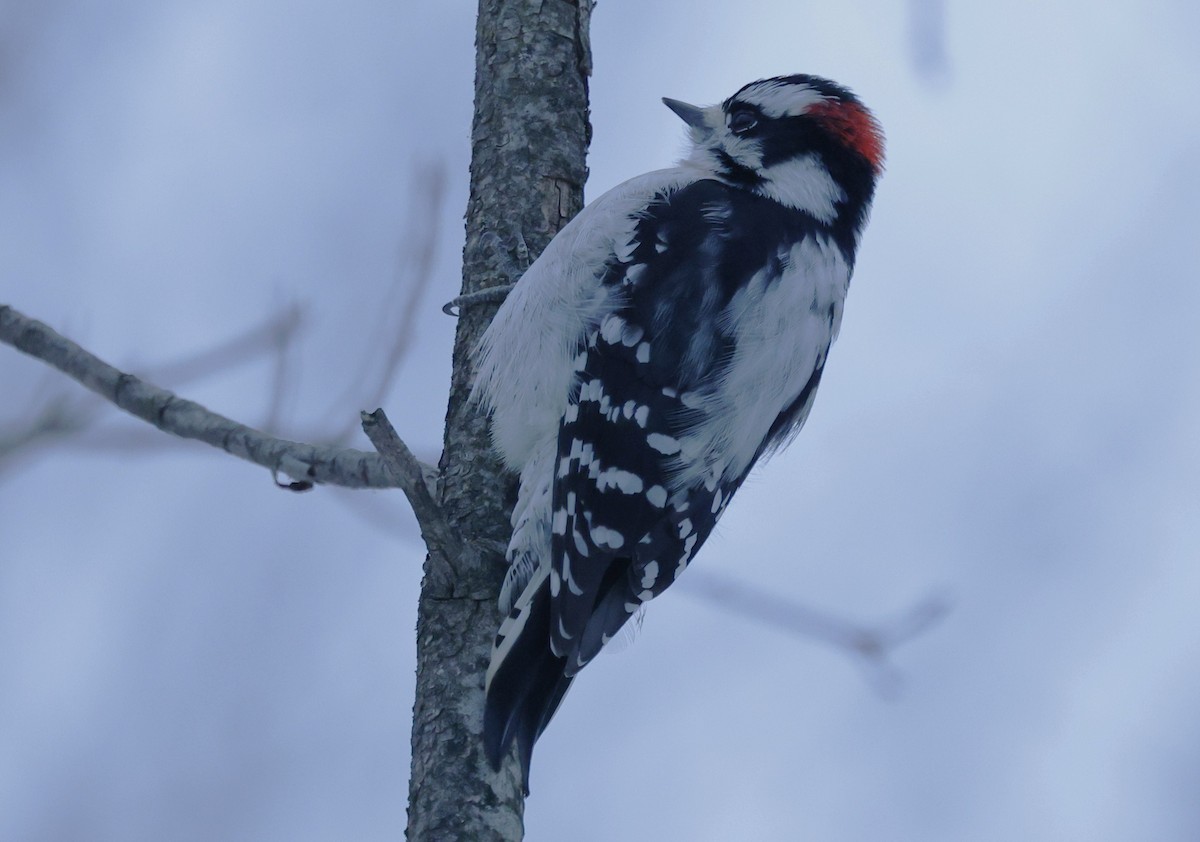 Downy Woodpecker - ML646377053
