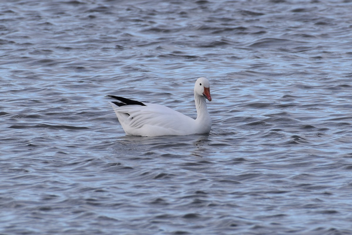 Snow Goose - ML646377054