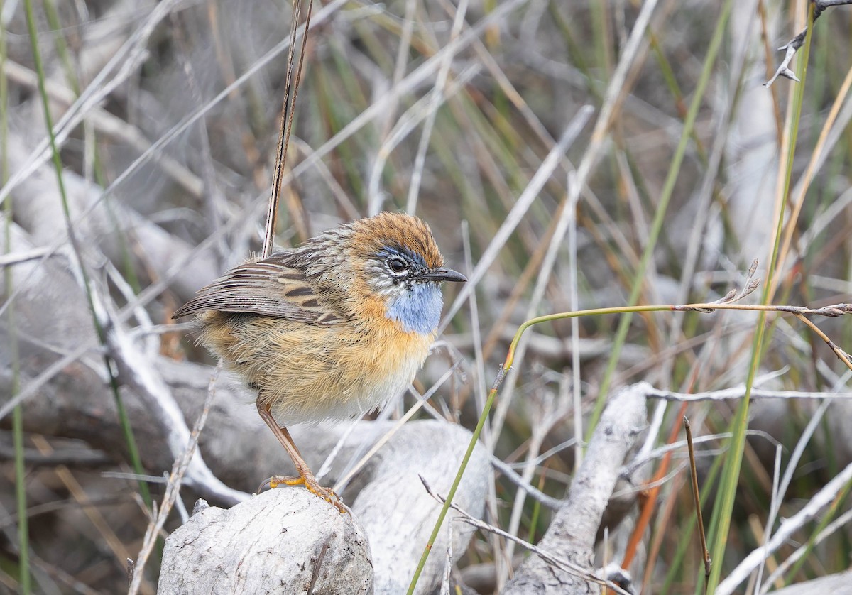 Southern Emuwren - ML646377056