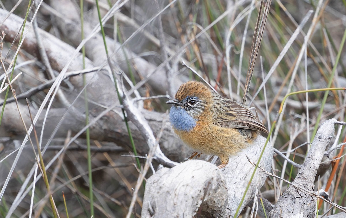 Southern Emuwren - ML646377057