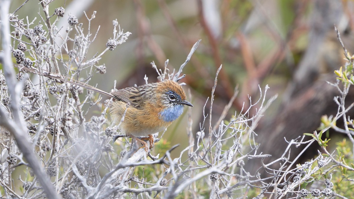 Southern Emuwren - ML646377058