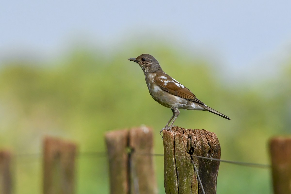 Pale-breasted Thrush - ML646377059