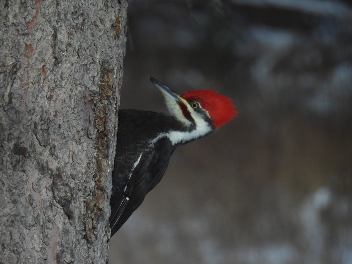 Pileated Woodpecker - ML646377060