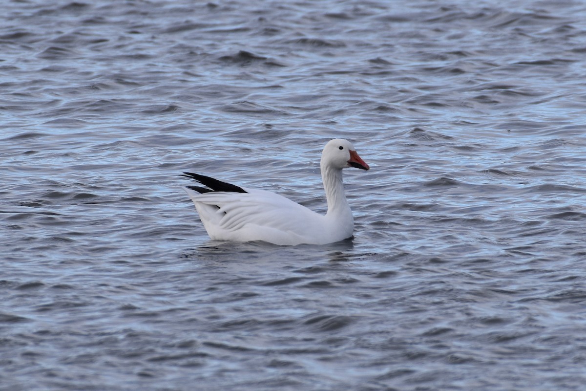 Snow Goose - ML646377061