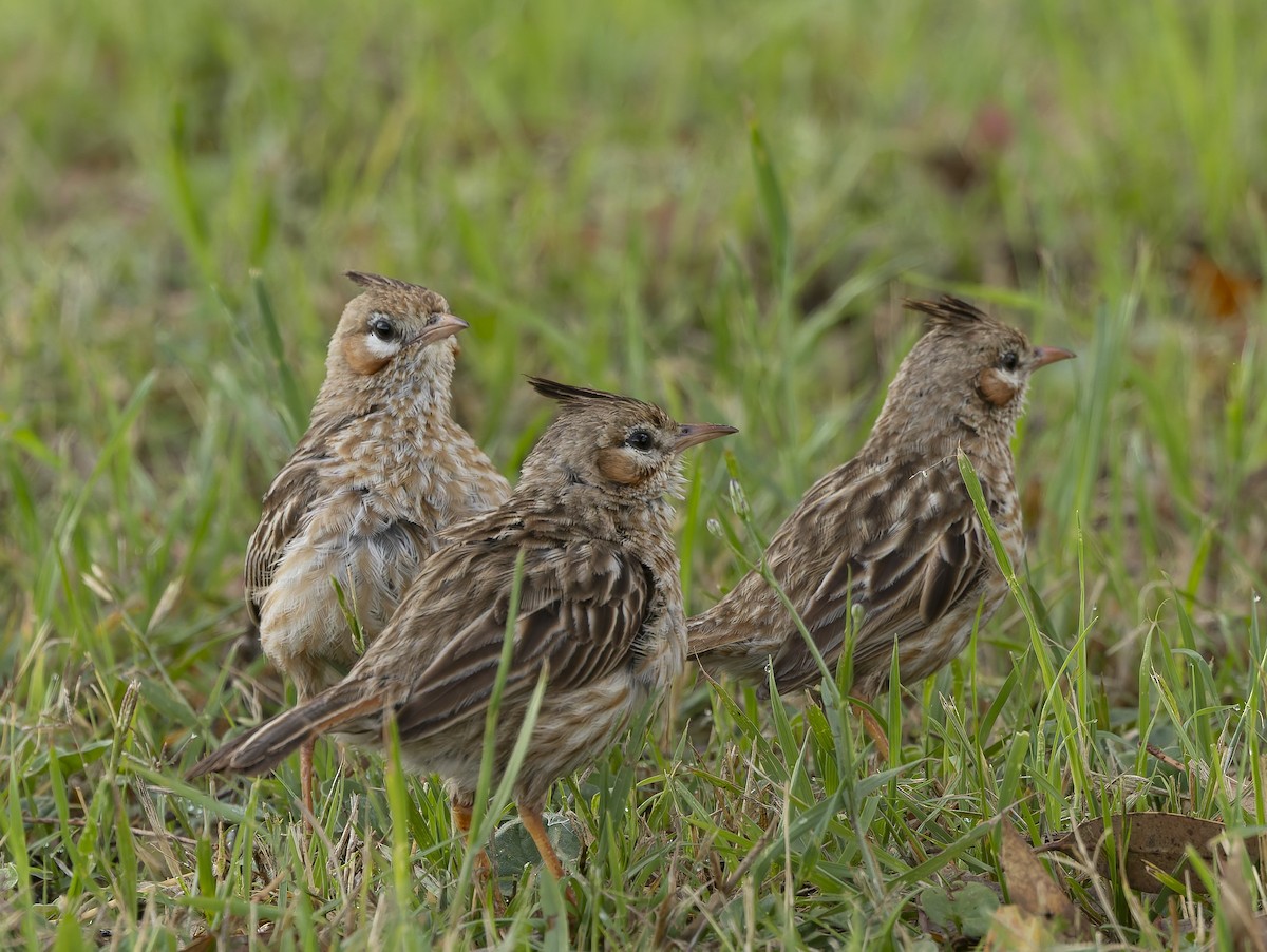 lerkekrattløper - ML646377064