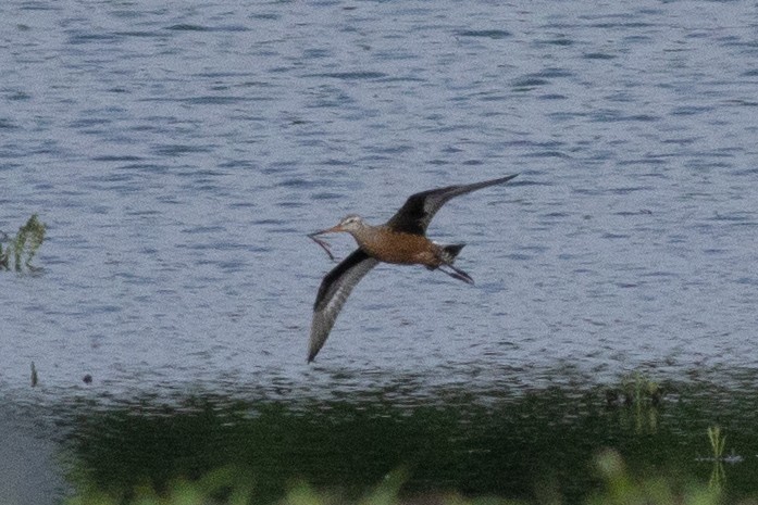 Hudsonian Godwit - ML646377065