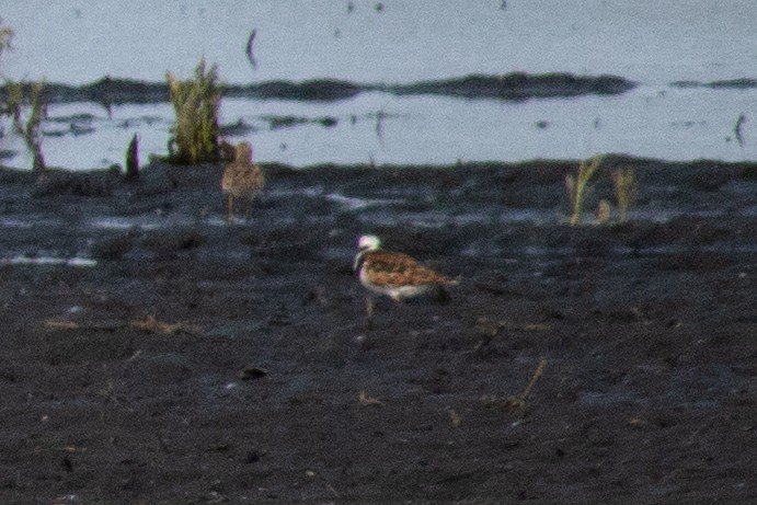 翻石鷸 - ML646377067