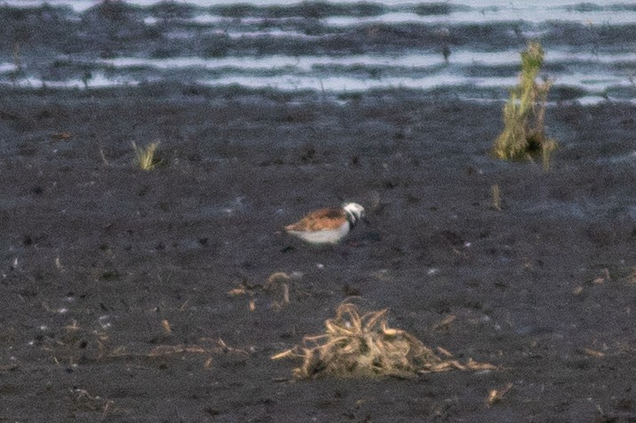 翻石鷸 - ML646377068