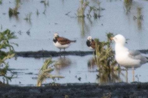 翻石鷸 - ML646377069