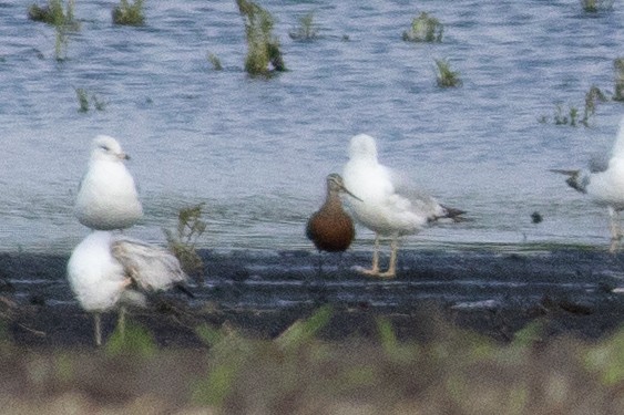 Hudsonian Godwit - ML646377070