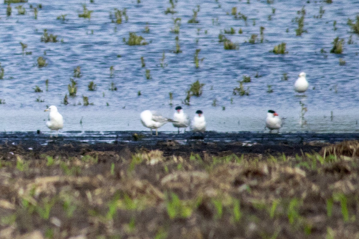 裏海燕鷗 - ML646377071