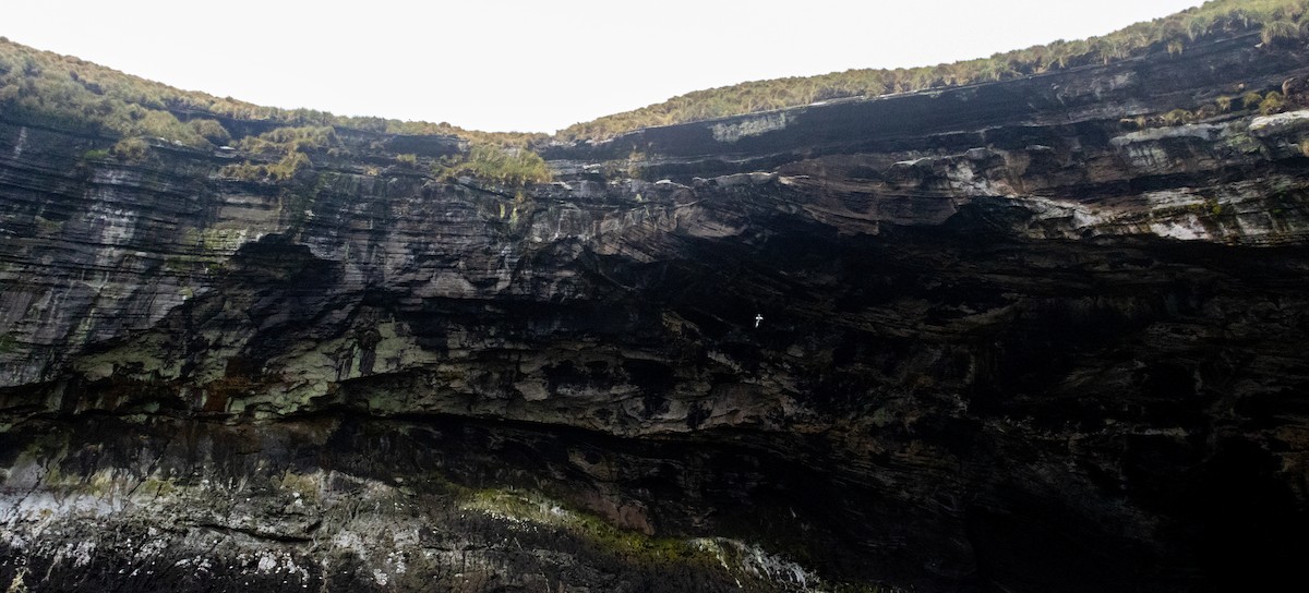 Pintado Petrel - ML646377072