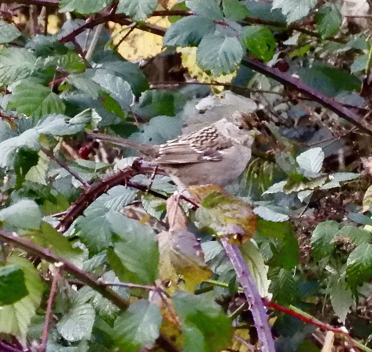 Golden-crowned Sparrow - ML646377073