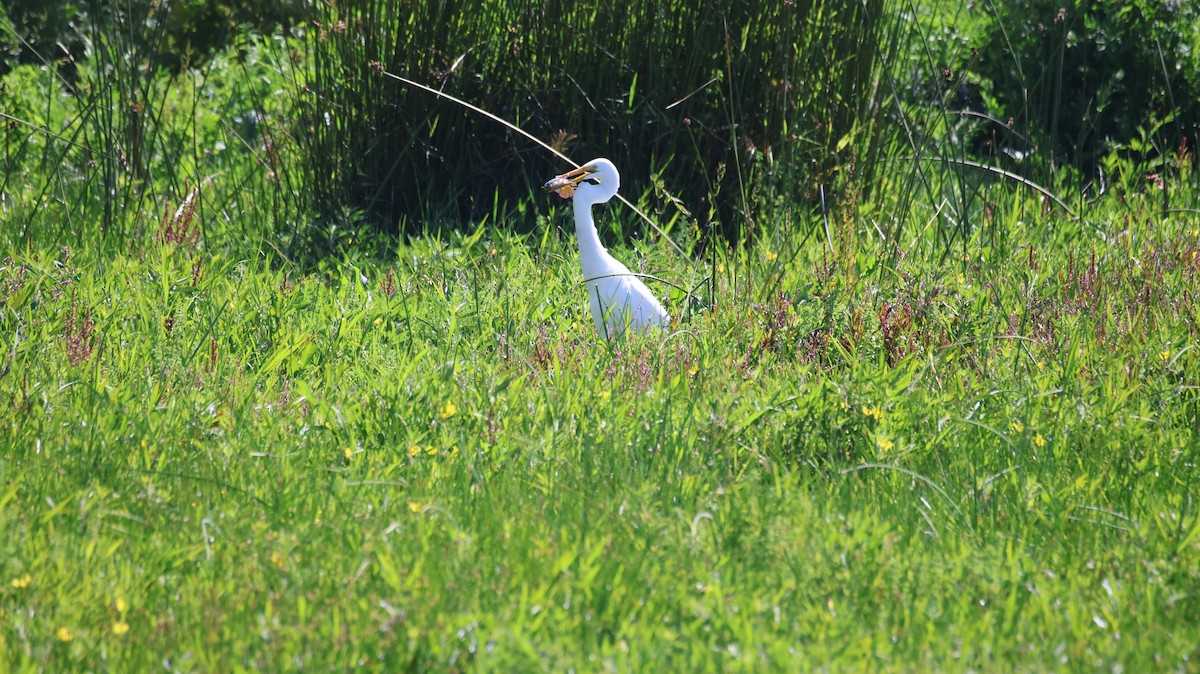 Great Egret - ML646377074