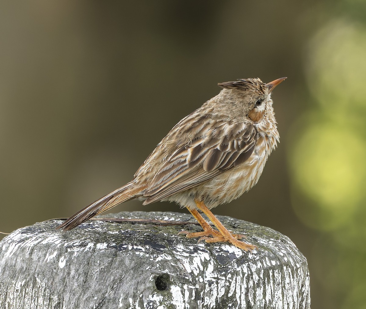 lerkekrattløper - ML646377075