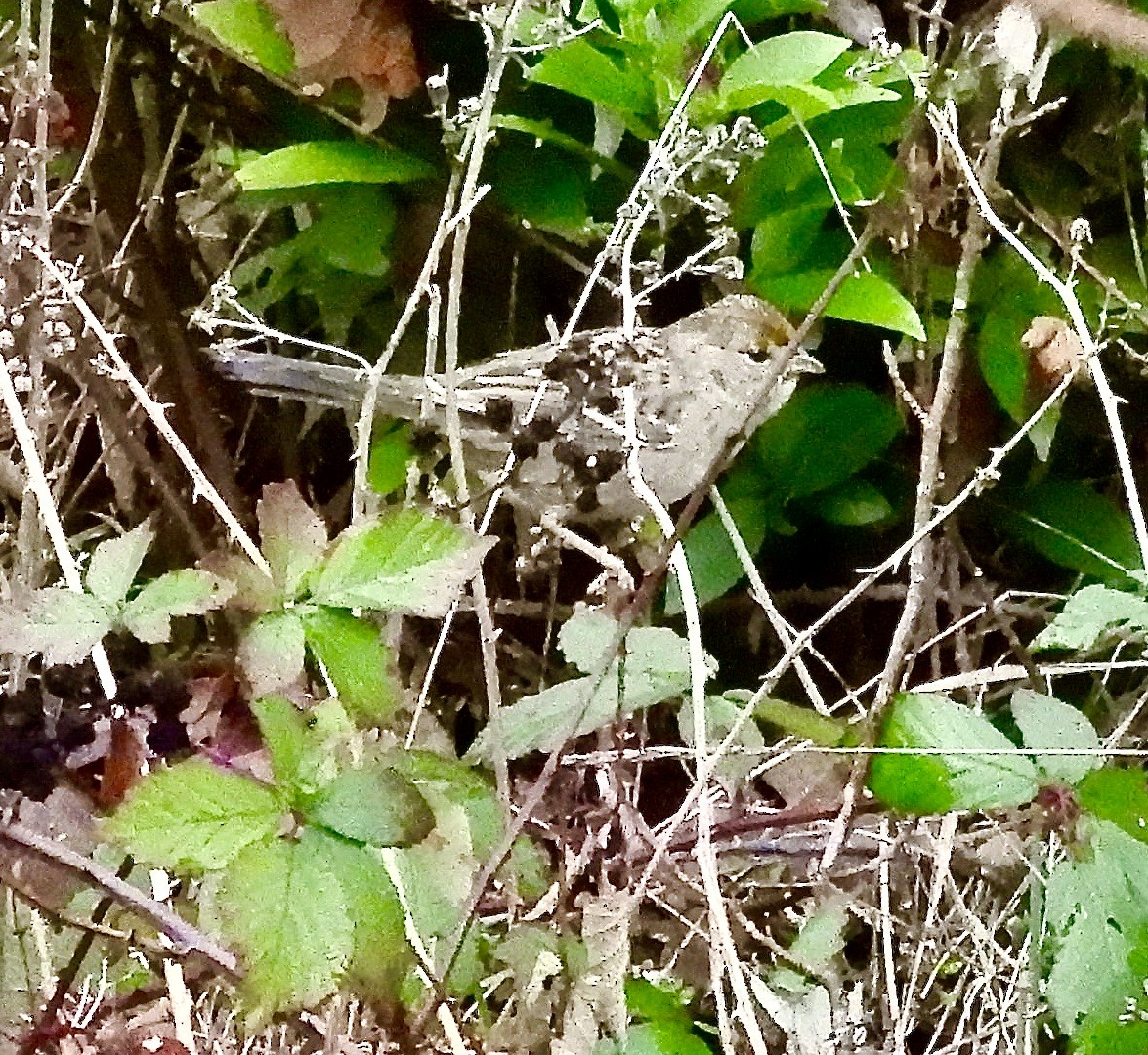 Song Sparrow - ML646377079