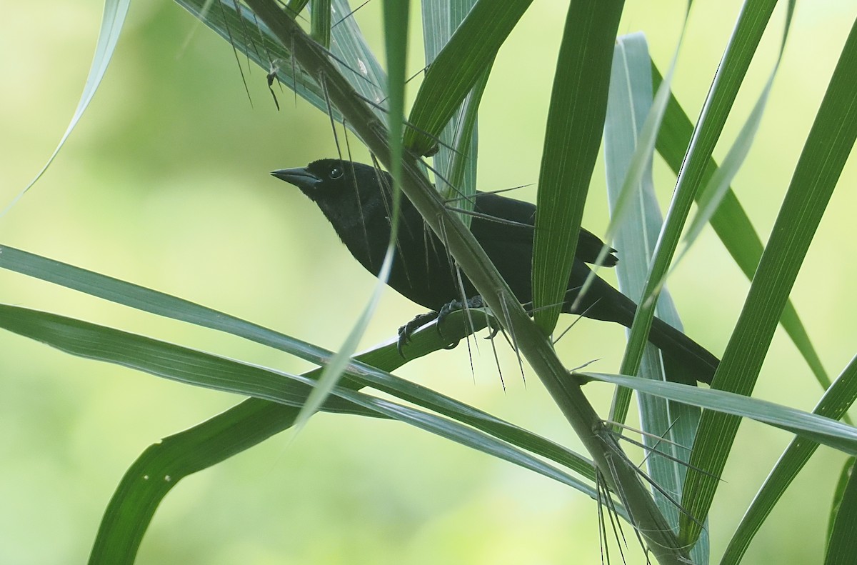 Velvet-fronted Grackle - ML646377080
