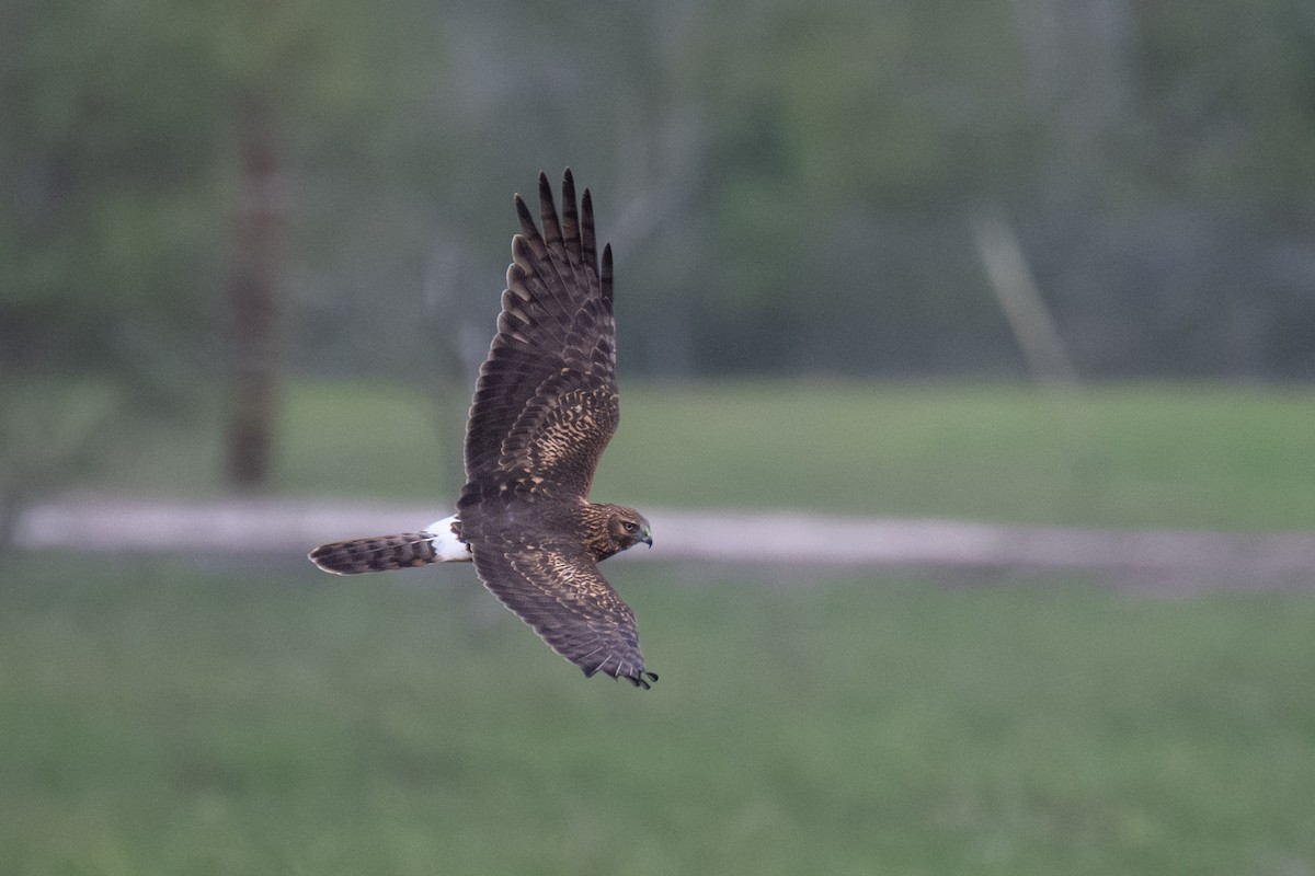 Northern Harrier - ML646377081
