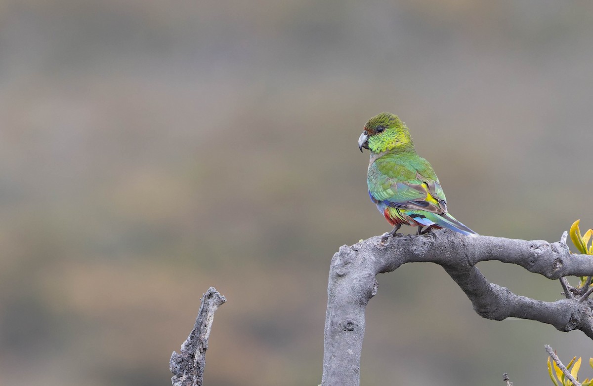 Red-capped Parrot - ML646377082
