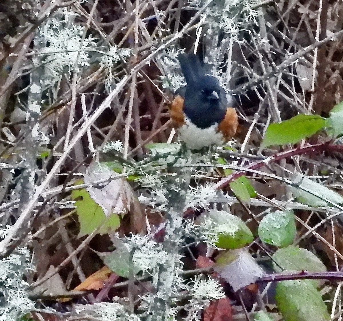 Spotted Towhee - ML646377083