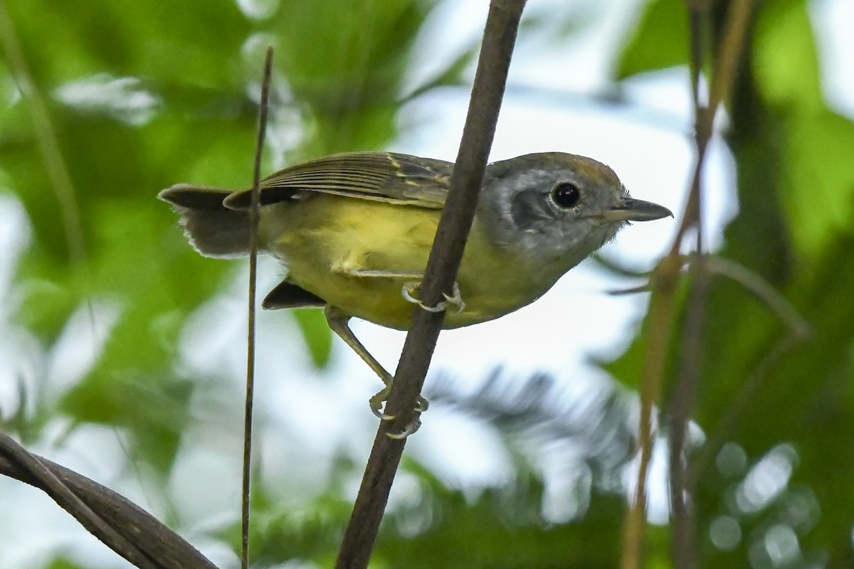 Plain Antvireo - ML646377084
