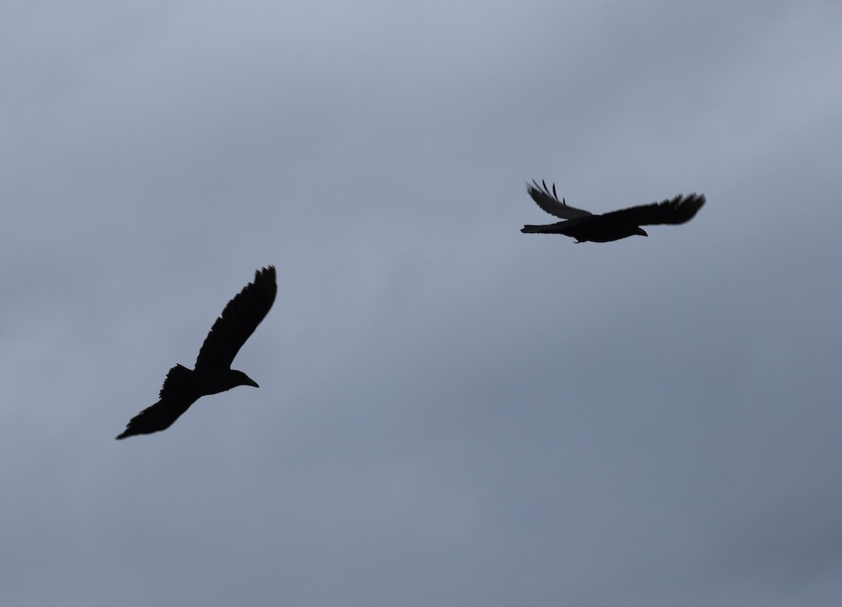 American Crow - ML646377085