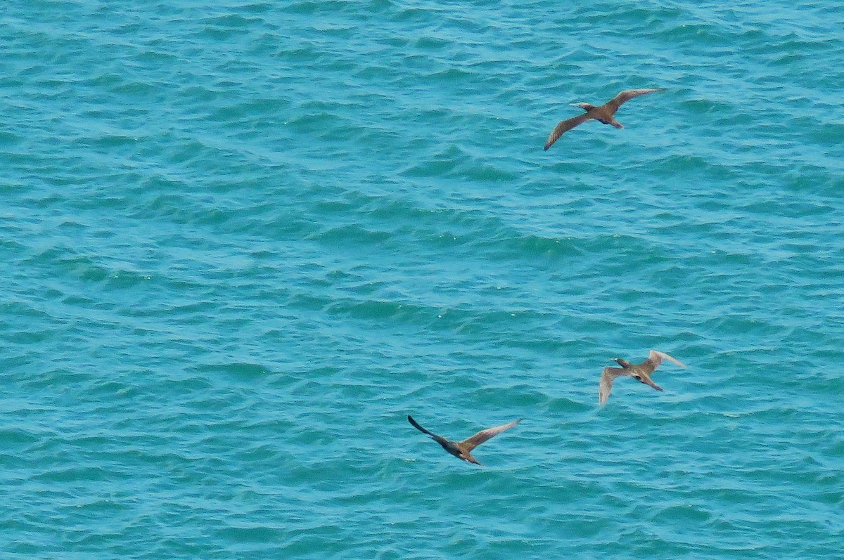 סולה לבנת-בטן - ML646377089