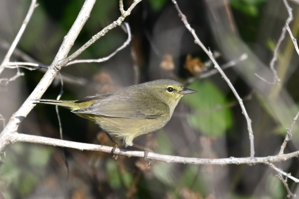 Orange-crowned Warbler - ML646377090