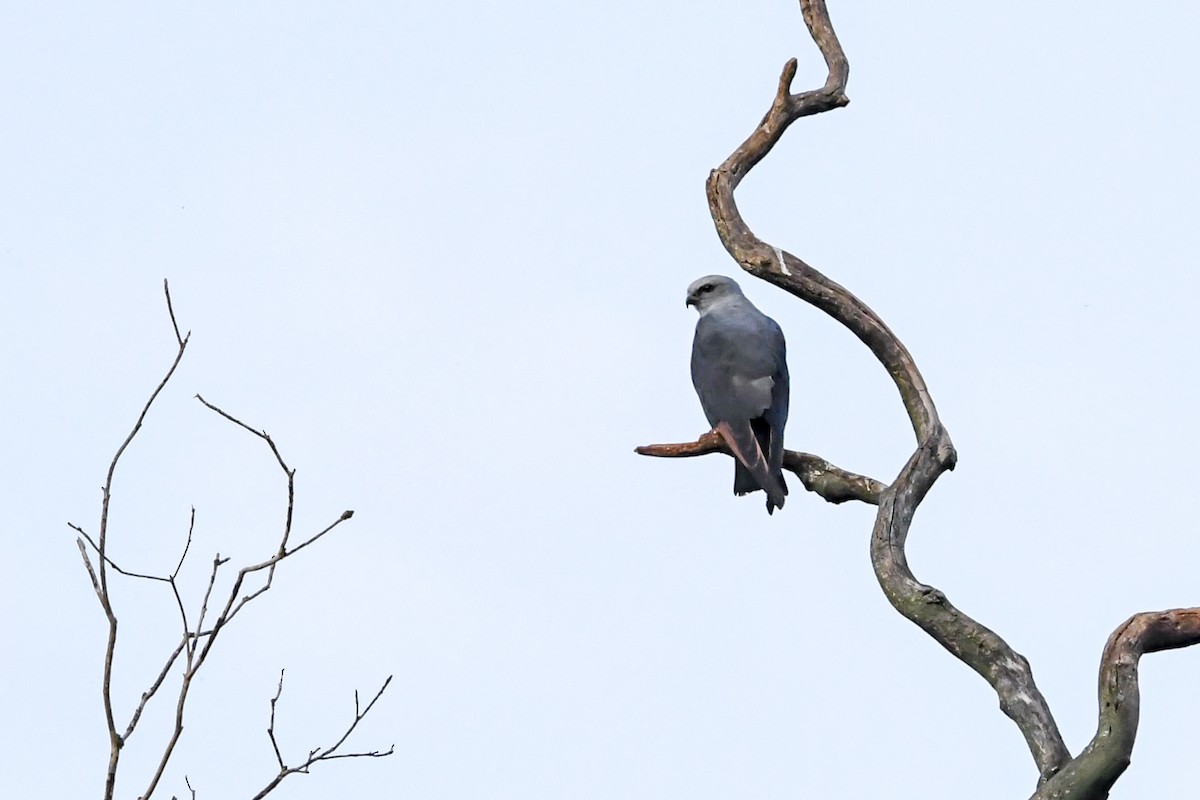 Plumbeous Kite - ML646377092