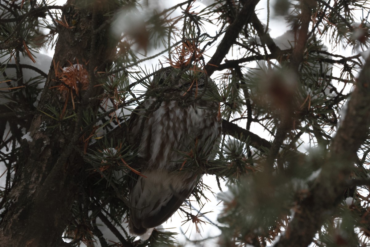 כוס חום - ML646377093