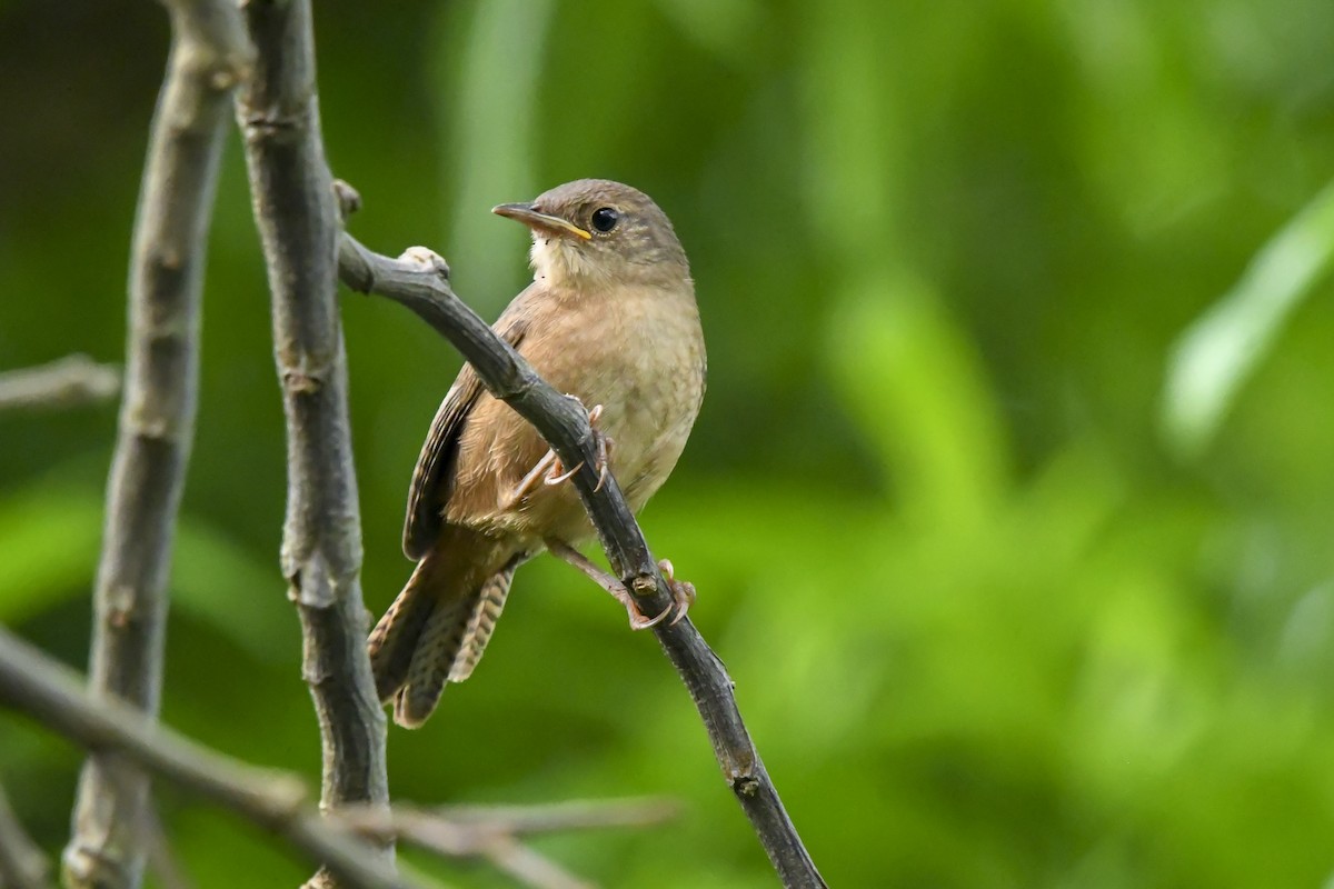 Southern House Wren - ML646377095