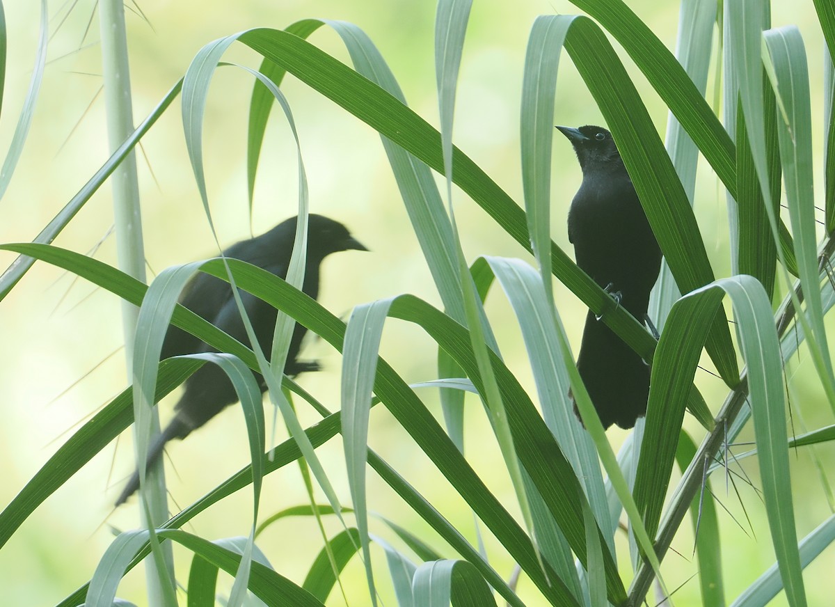 Velvet-fronted Grackle - ML646377096