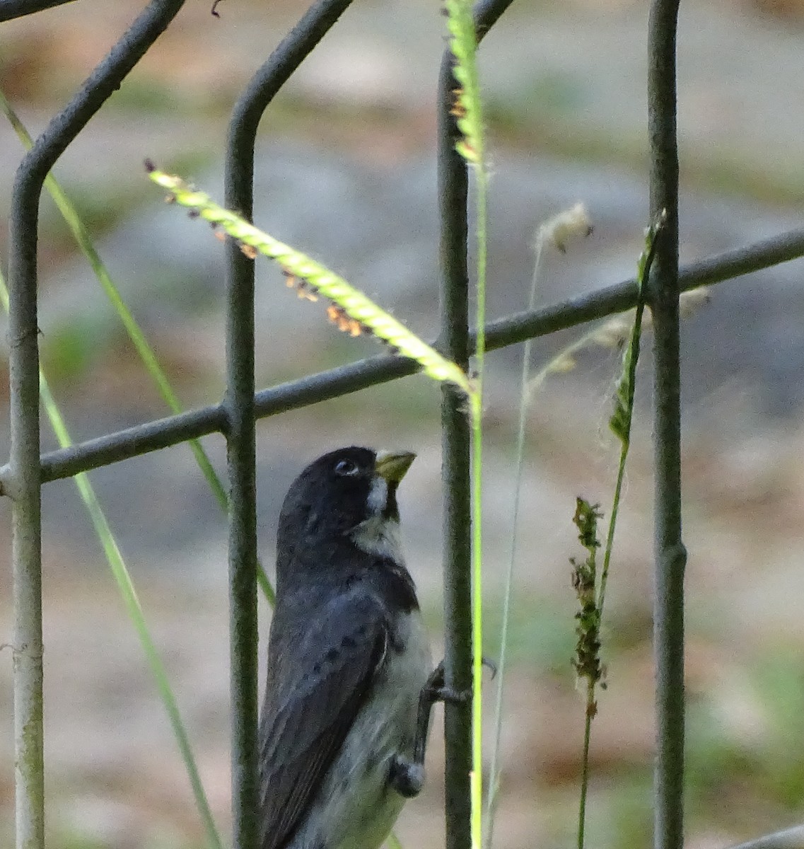 Double-collared Seedeater - ML646377098