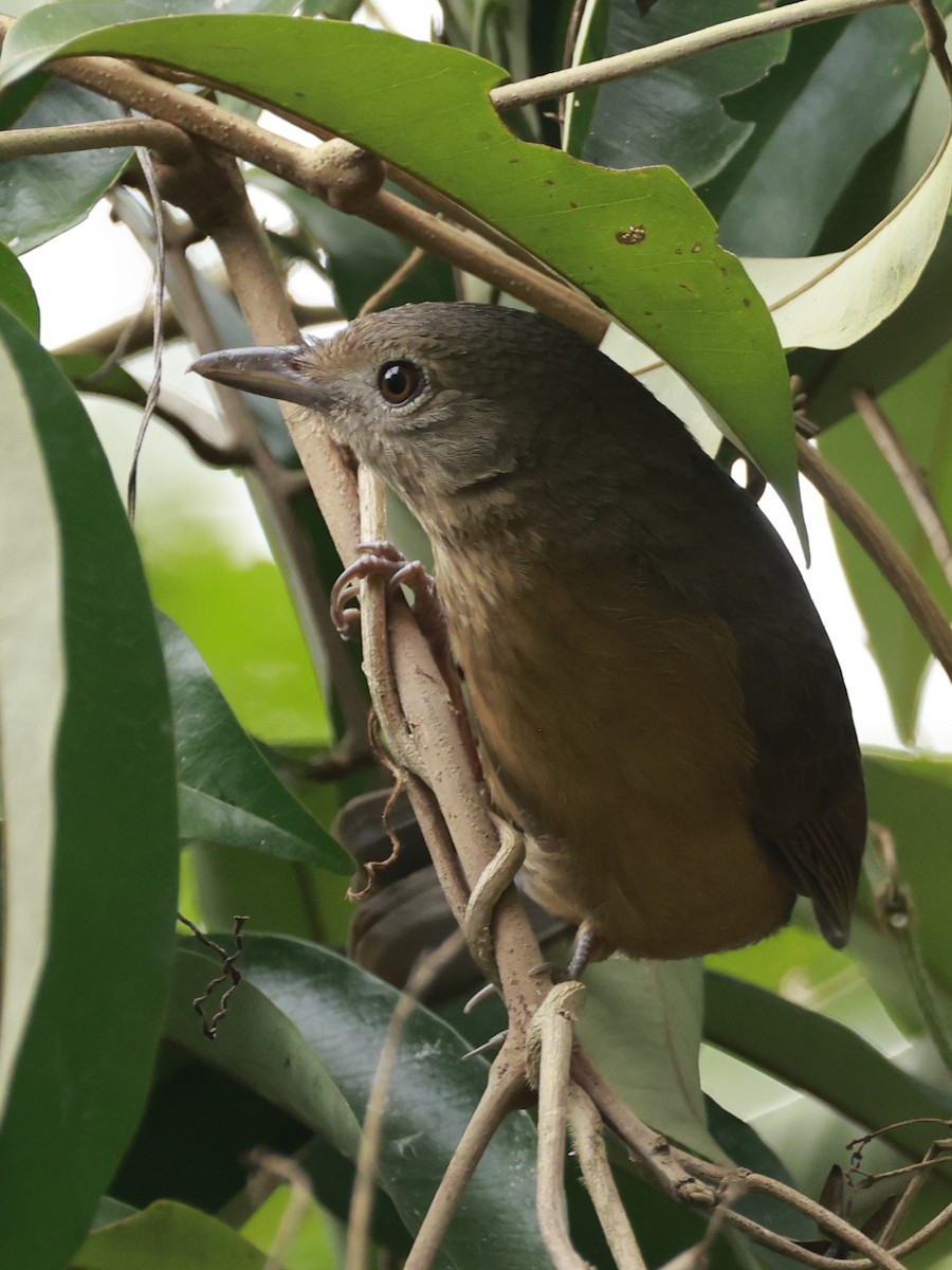Brown Songlark - ML646377102