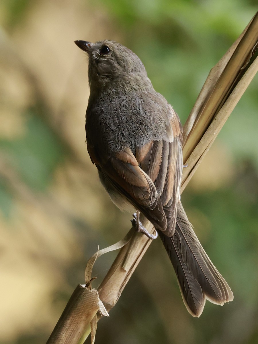 Brown Songlark - ML646377103