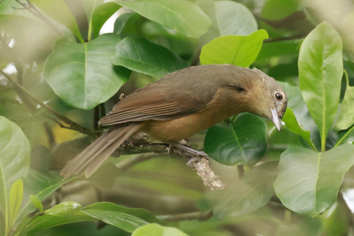 Brown Songlark - ML646377104