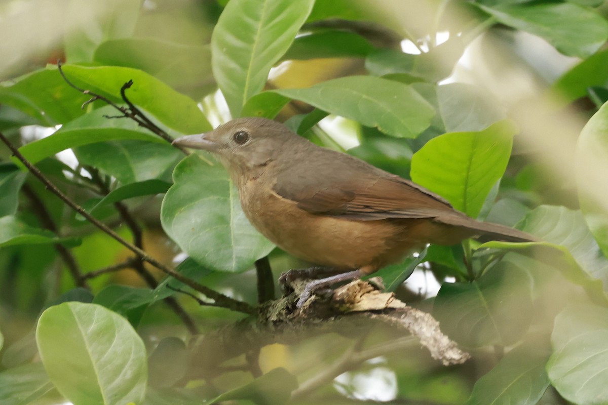 Brown Songlark - ML646377105