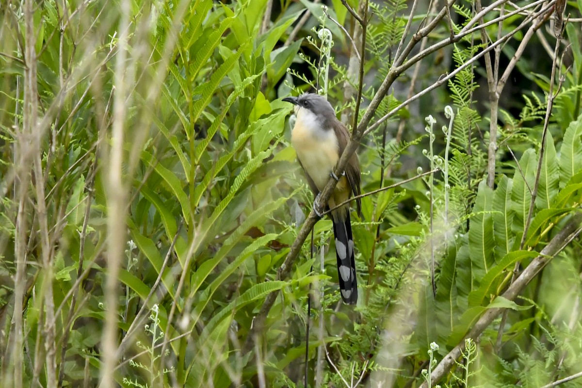 Dark-billed Cuckoo - ML646377112
